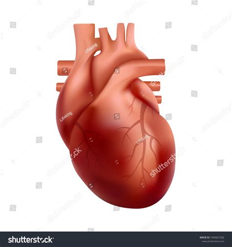 Realistic Human Heart Internal Organ Anatomy Stock Vector (Royalty Free ...