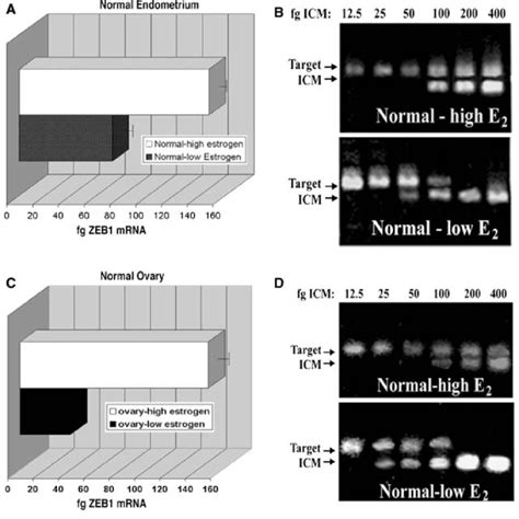 Estrogen Enhances The Levels Of Zeb1 Mrna In Normal Human Endometrium