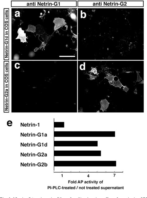 Figure 3 From Complementary Expression And Neurite Outgrowth Activity