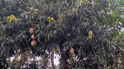 Pohon Mangga: Keindahan Dan Manfaatnya Untuk Kehidupan