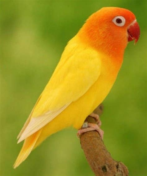 Burung Kuning dan Oranye di Pohon