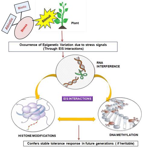 Schematic Representation Of The Machinery Of Epigenetic Regulation