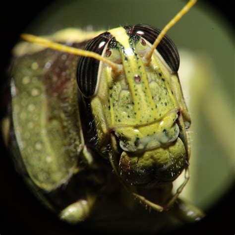 Grasshopper Portrait Grasshopper In The Back Yard 2 Len Flickr