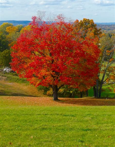 Fall Fiesta Sugar Maple Acer Saccharum Eco Tree Company