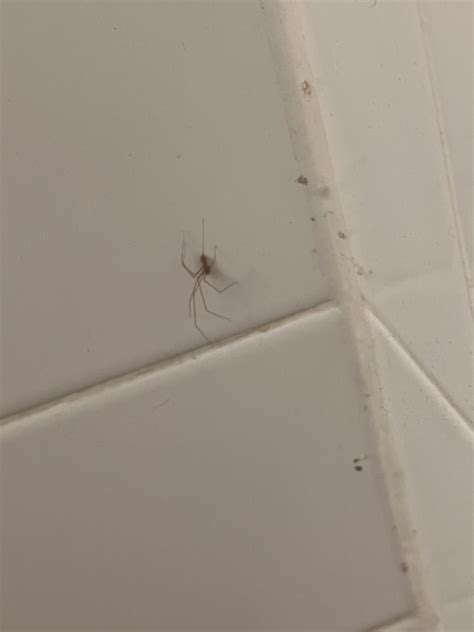 Spider Identify : r/insects