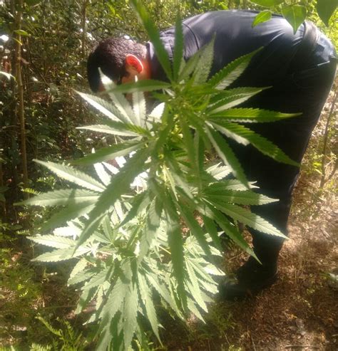 Secuestran Planta De Marihuana En Inmediaciones De La Ruta N 51 La