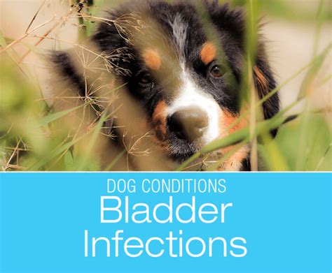 Bladder Infections In Dogs A Lesson About Dog Poop