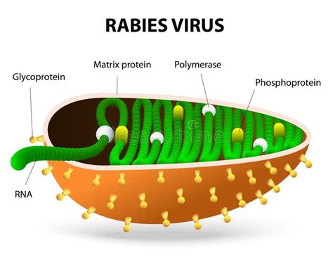 Rabies Virus Or Rhabdovirus Stock Vector - Image: 43520380