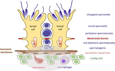 Frontiers Sertoli Cell Germ Cell Interactions Within The Niche