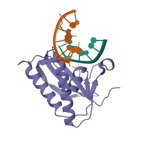 Rcsb Pdb R Y Selenium Derivatized Rna Dna Hybrid In Complex With