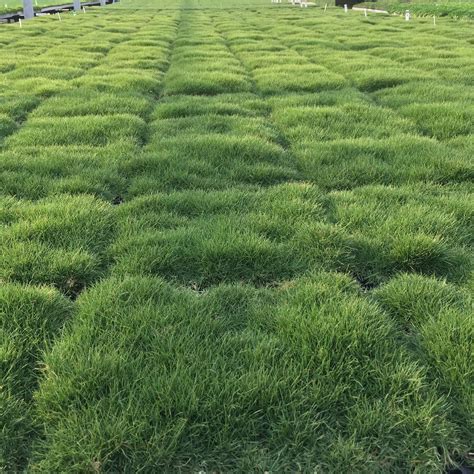 Zoysia Tenuifolia Aka No Mow Grass Velvet Grass Or Temple Grass Looking Fantastic In Our