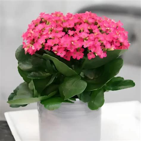 Buy Kalanchoe Pink Succulent Plant Online At Lowest Price