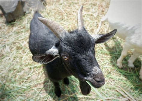 Black Bengal Goat: Characteristics, Feeding & Health