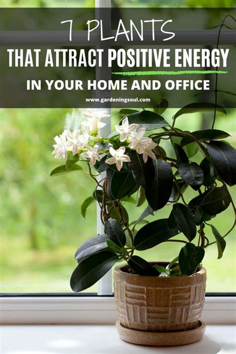 Plants That Can Attract Positive Energy In Your Home And Office