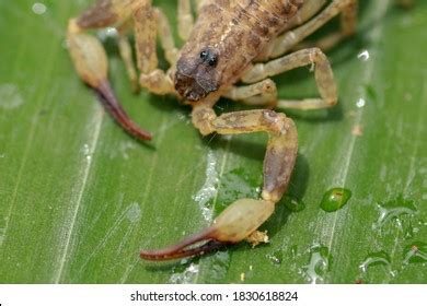 2,398 Scorpion Eyes Images, Stock Photos & Vectors | Shutterstock