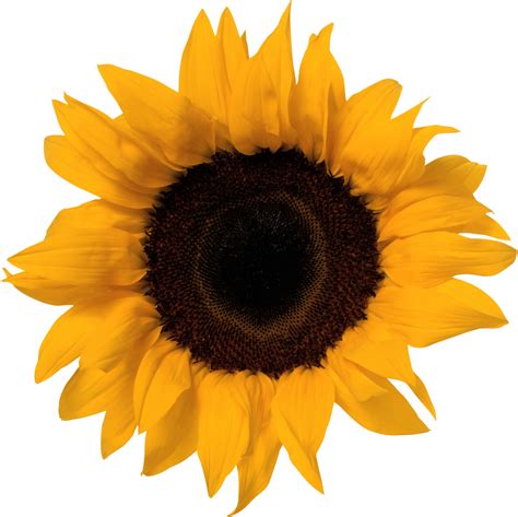 Free 315 Clipart Sunflower Png Free Svg Png Eps Dxf File