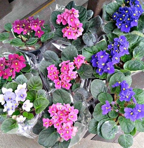 African Violets - Tips for this Popular Indoor Flowering Plant