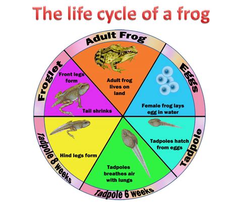 Life Cycle Of A Frog Diagram