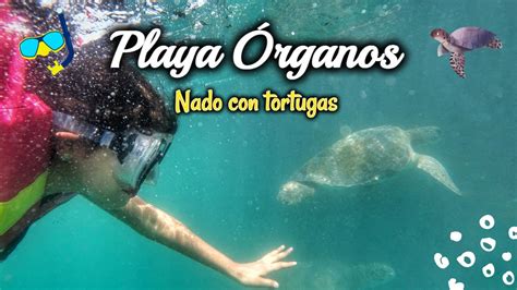 Los Organos Nado Con Tortugas X S Soles Playas