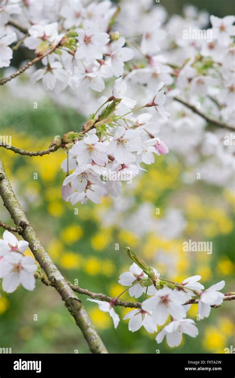 Prunus X Yedoensis Yoshino Cherry Japanese Cherry Tree Blossom In An