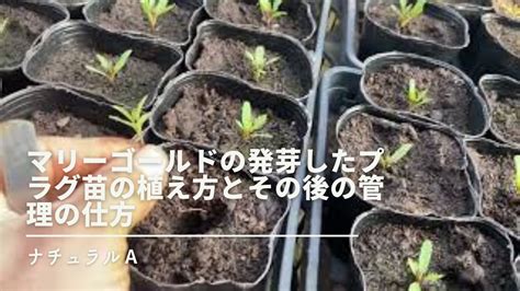 マリーゴールドの発芽したプラグ苗の植え方とその後の管理の仕方 Youtube