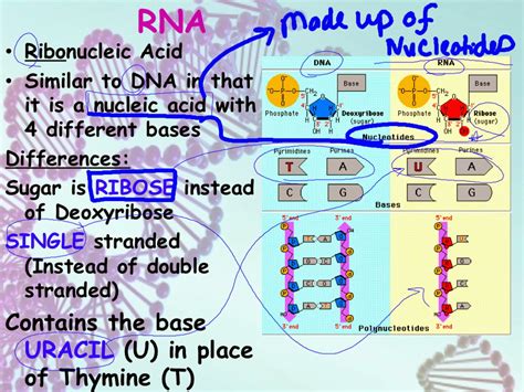 Dna And Rna Explained