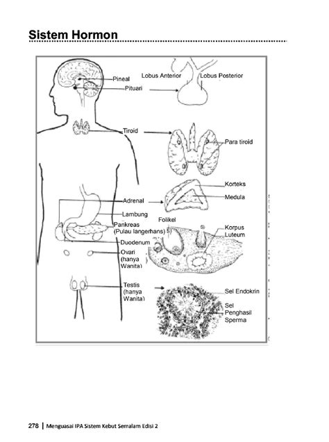 Sistem Hormon Biology Studocu