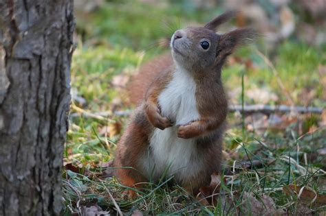 21 Januar Tag des Eichhörnchens Hörnchen wahre Herzensbrecher