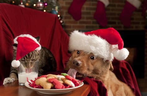 Holiday Pet Safety Tips Protect Your Pets Pet Wellness Clinics