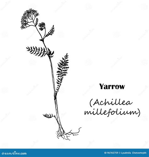 Milenrama Del Millefolium De Achillea Ilustración Del Vector Ilustración De Salud Sano 96765759