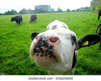 Cow Teeth Images, Stock Photos & Vectors | Shutterstock