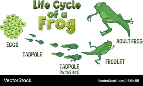 Frog Life Cycle Diagram Royalty Free Vector Image