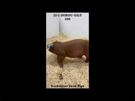 Duroc Gilt 22 2 Bachmeier Show Pigs YouTube