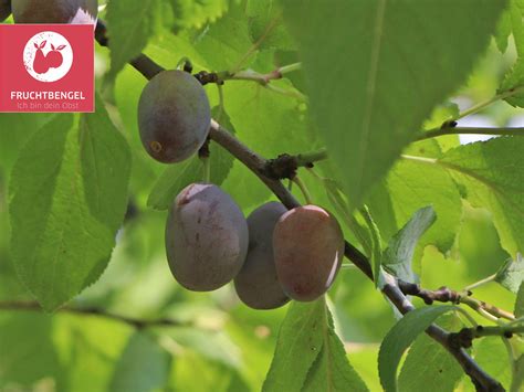 Zwetsche Hauszwetsche Fruchtbengel Prunus Domestica Hauszwetsche