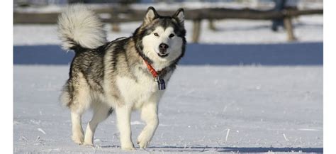 Alaskan Malamute Todo Lo Que Debes Saber Sobre Esta Raza Consumer