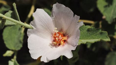 Plantfiles Pictures Hibiscus Species Paleface Rock Hibiscus