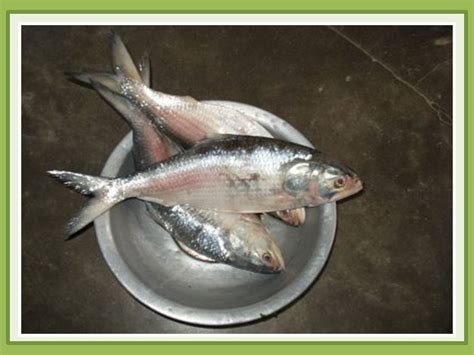 Bangladeshi culture: National fish of Bangladesh