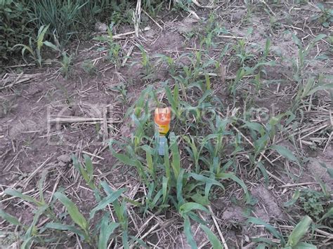 Egyptian Wheat Planting All Things Habitat Lets Talk