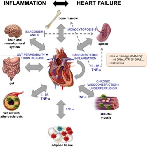 Inflammation And Heart Failure Reciprocally Trigger Each Other Heart