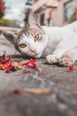 Why Do Female Cats Spray: Reasons & Solutions