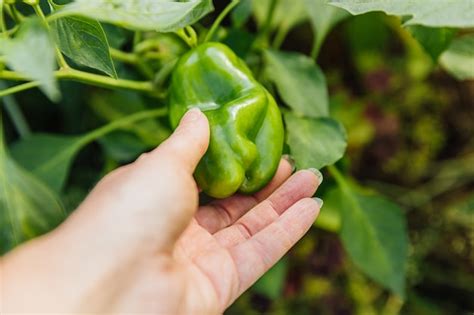 Premium Photo | Female farm worker hand harvesting green fresh ripe ...