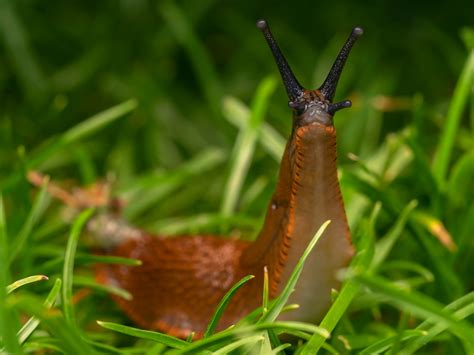 Snails Gastropoda Flickr