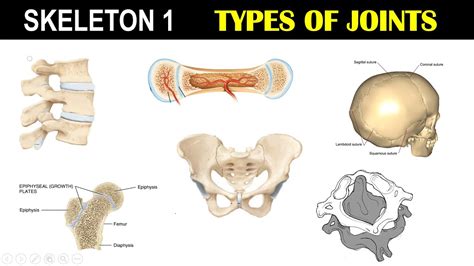 Types Of Joints | Fibrous Joints | Cartilagenous Joints | Joints ...