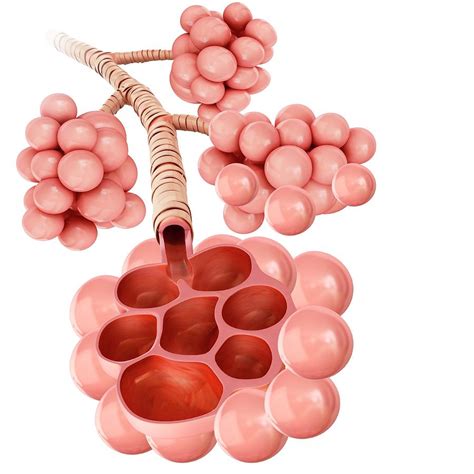 Alveoli Of The Human Lung Photograph By Pixologicstudio Science Photo