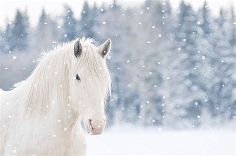 27+ White horse gif images info | runninghorsephoto