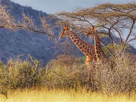 Mount Kenya National Park - Magical Africa