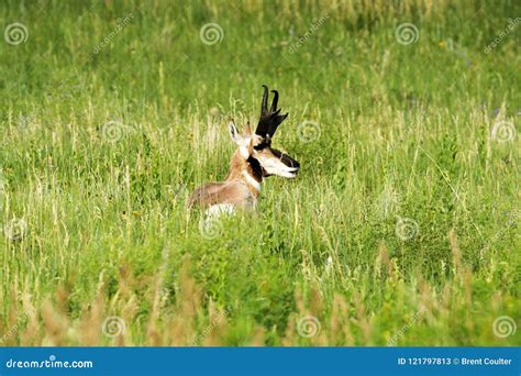 Pronghorn `American Antelope`Buck in Custer State Park Stock Image ...