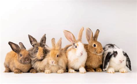 Best Most Popular Pet Rabbit Breeds Usa Rabbit Breeders