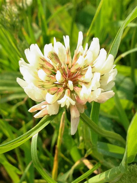 White Clover A Native Wild Flower Found In Grassy Places Throughout