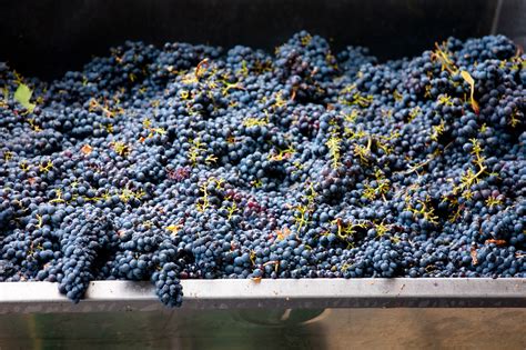 What Is Carbonic Maceration In Wine And Why Does It Taste So Damn Fun